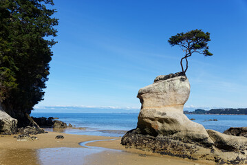 Not the Wanaka Tree, but the Abel Tasman equivalent, a lone tree grows on a granite rock that protrudes from the sea