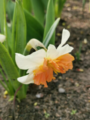 Fototapeta premium A white daffodil with a bright orange center in green leaves in a park on Elagin Island in St. Petersburg.