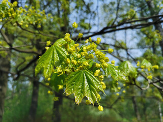 Maple flowers and young emerald leaves on a sunny spring day in the park on Elagin Island in St. Petersburg.