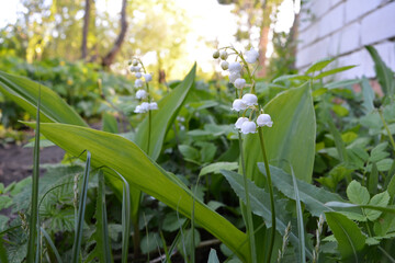 Beautiful landscape with lily of the valley in spring country garden. Convallaria majalis.