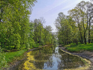 A pond in flower pollen among trees on a sunny spring day in a park on Elagin Island in St. Petersburg.