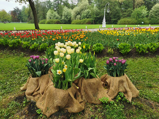 Flower beds made of burlap with lilac and yellow tulips, a large flower bed with colorful tulips in...