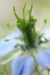 Flower with blue petals and green stamens and pistils, close-up.