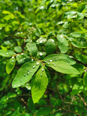 Drops of water on the green leaves of a shrub, shining in the sun, in the park on Elagin Island of St. Petersburg.