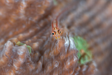 Blenny Fish Photo Underwater 