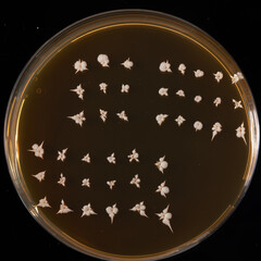 Candida albicans in Petri dish
