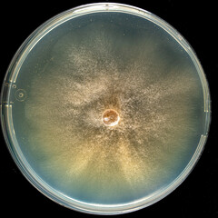 Close up petri dish with microbe colony, growing mold