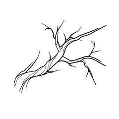Tree branch on white background