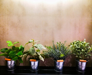 Four Small trees in metal pot for house decoration.