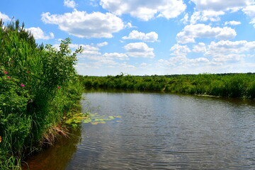 Fototapeta na wymiar A close up on a vast river or lake with some water lillies and lilly pads floating in it seen next to a vast field, meadow, or pastureland and a coast covered with reeds seen on a sunny day in Poland