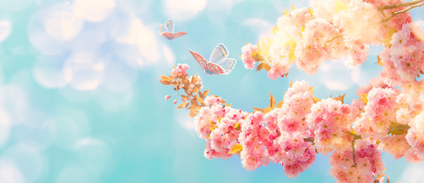 Beautiful sakura flower blooming tree, butterflies on light sky background. Shallow depth. Soft pastel vintage pink toned. Spring nature. Springtime cherry blossom panorama. Copy space banner.