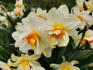 A white daffodil with a bright orange center on a flower bed in a park on Elagin Island in St. Petersburg.
