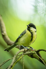 Great tit (Parus major), with beautiful green background. Colorful song bird with yellow feather sitting on the branch in the mountains. Wildlife scene from nature, Czech Republic