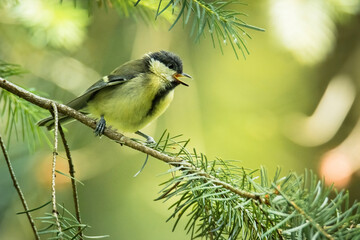 Great tit (Parus major), with beautiful green background. Colorful song bird with yellow feather...