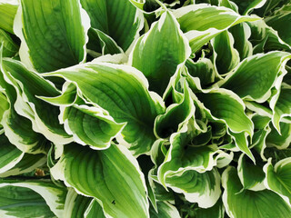 Obraz premium Large green hosta leaves with a white border, top view, in the Botanical garden of St. Petersburg.