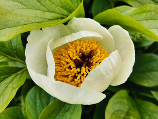 Wittmann's peony (lat.Paeonia wittmanniana Hortwiss. ex. Lindt) white with an orange middle with...
