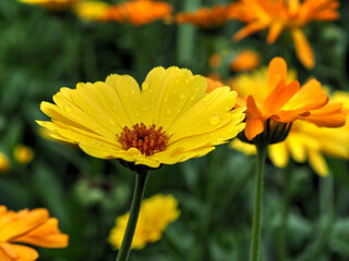 Ringelblumen nach dem Regen