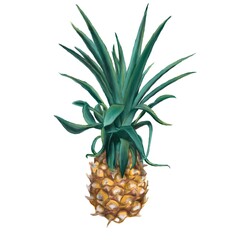 Watercolor pineapple on white background.