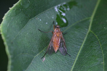 Weibchen Schnepfenfliege
