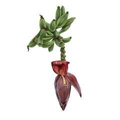 Green banana bunch with flower hanging. Watercolor illustration isolated on white background.