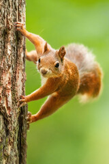 Eurasian red squirrel (Sciurus vulgaris), with beautiful green coloured background. An amazing endangered mammal with red hair in the forest. Wildlife scene from nature, Czech Republic