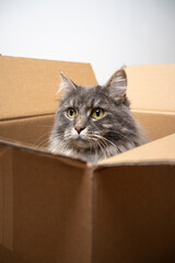 Fototapeta na wymiar curious gray longhair cat sitting inside of open cardboard box looking expectant