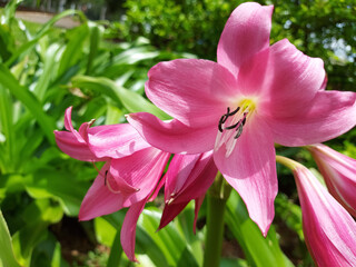 pink and white flower