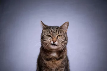 Foto op Plexiglas portrait of a tabby shorthair cat looking at camera angry on gray background with copy space © FurryFritz