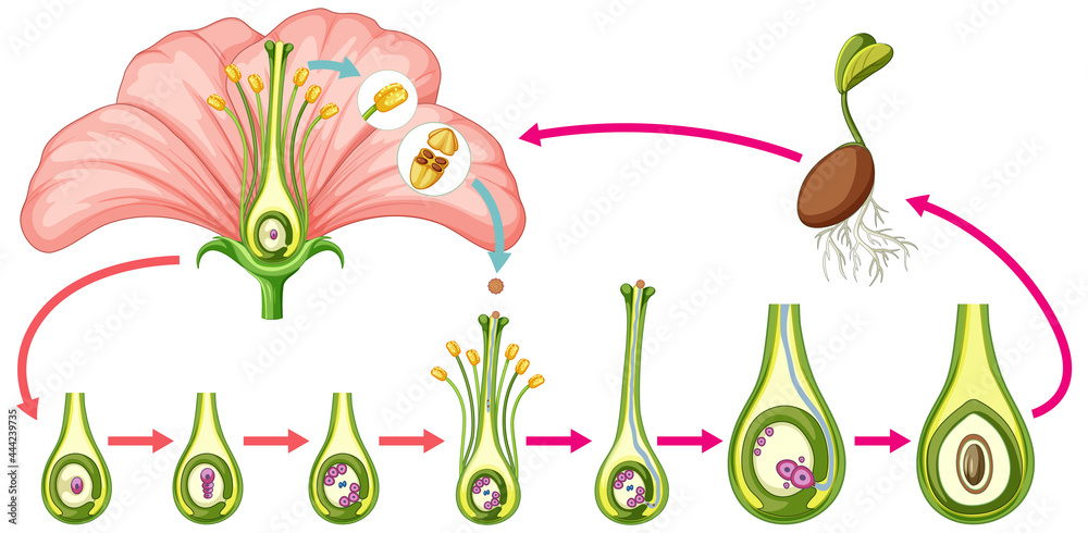 Wall mural diagram showing parts of flower