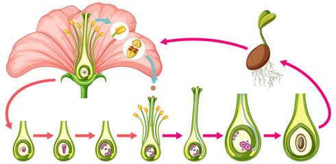Diagram showing parts of flower - obrazy, fototapety, plakaty