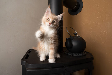 cream white maine coon kitten sitting on oven fireplace raising paw looking at camera curiously