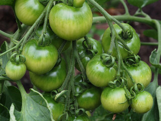 Tomatenpflanze mit grünen Tomaten