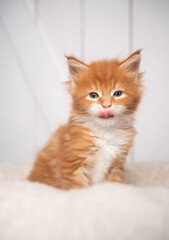 Fototapeta na wymiar cute 8 week old ginger maine coon kitten portrait on white cushion on white wooden background with copy space
