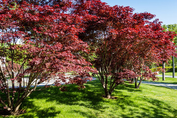 Graceful Acer Palmatum Dissectum tree with red leaves against blue spring sky. Stylized Japanese courtyard in city park "Krasnodar". Galician park. Sunny day.