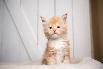 cute tin ginger white maine coon kitten sitting on cushion with copy space