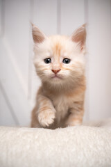 Fototapeta na wymiar curious cream white maine coon kitten portrait