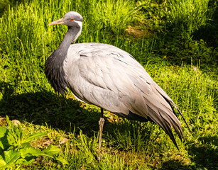 Demoiselle Crane - Anthropoides virgo - standing in the grass on a sunny day in summer