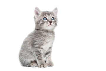 Obraz premium striped purebred kitten sits on a white background