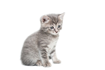 Gray kitten isolated on a white background.