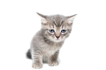 Fototapeta na wymiar Gray kitten isolated on a white background.