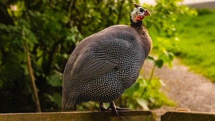 Guineafowl - Numida meleagris - sitting on a fence on a sunny day in summer