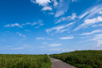 Fototapeta na wymiar 北海道　夏の青空と一本道　雲　風景写真　余白　文字スペース　コピースペース　夏休み