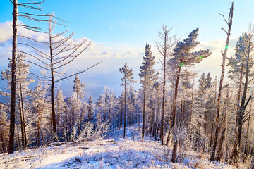 Pine trees on a hillside or mountain and blue sky in the background in Siberia near Lake Baikal in Russia
