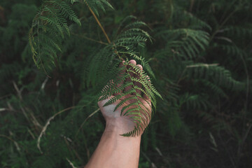 hand holding a tree