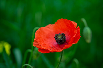 Fototapeta premium Wilder Mohn