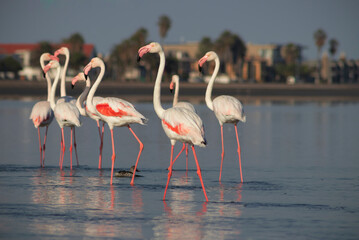Wild african birds.  Flock of pink african flamingos  walking around the blue lagoon on the background of bright sky on a sunny day.