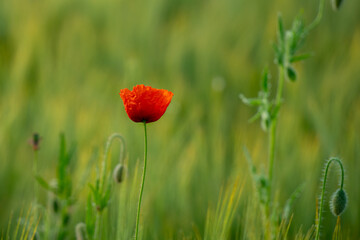 Wilder Mohn