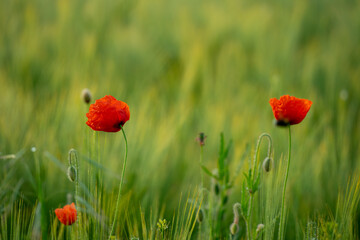 Wilder Mohn