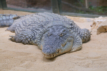 Close up of a captive nile crocodile (Crocodylus niloticus)