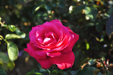 magenta rose